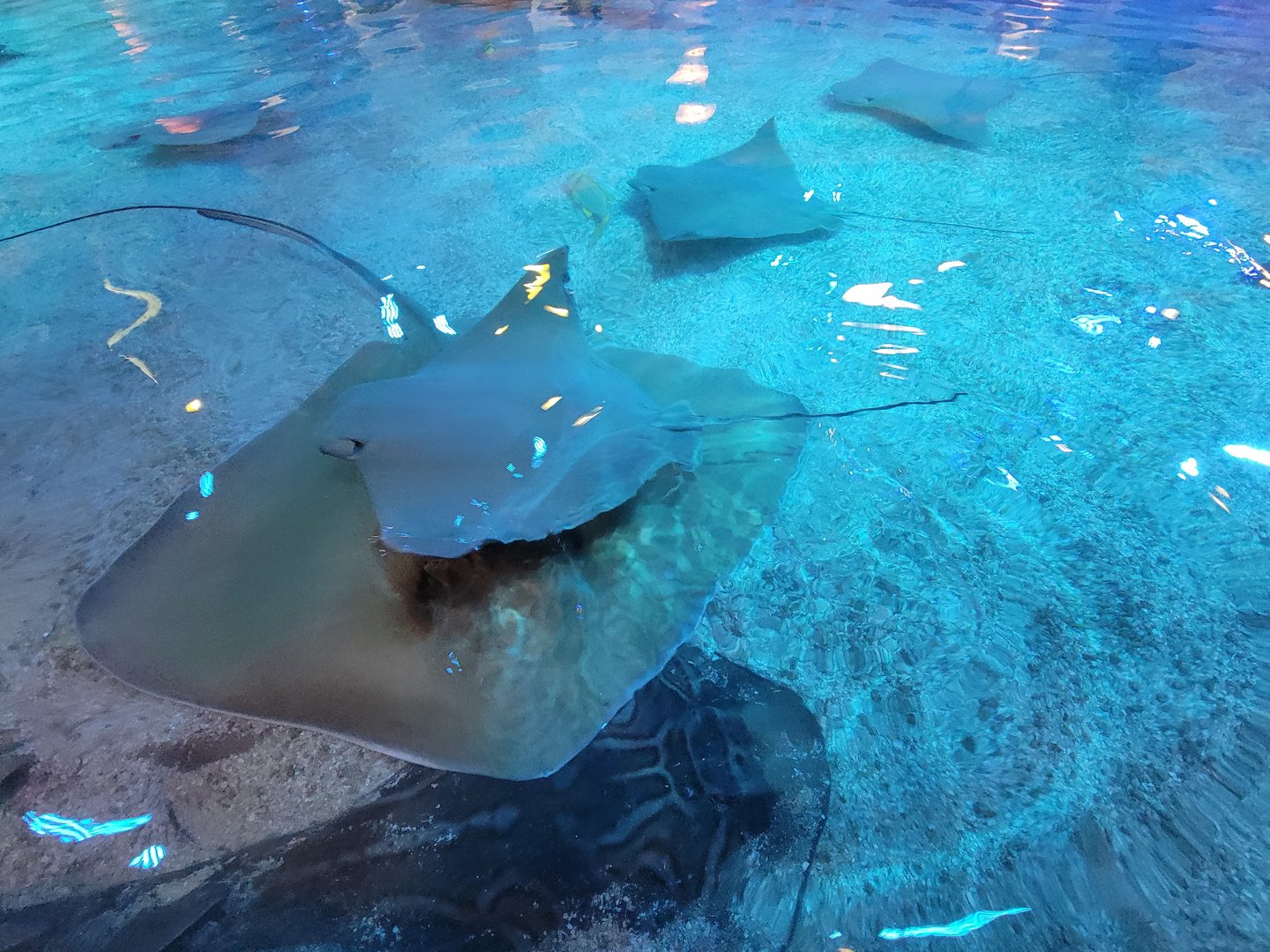 Adventure Aquarium - Ray touch tank, Eastern fiddler ray, southern stingray, cownose ray