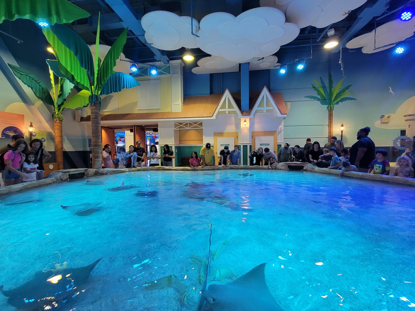 Adventure Aquarium - Ray touch tank, Eastern fiddler ray, southern stingray, cownose ray