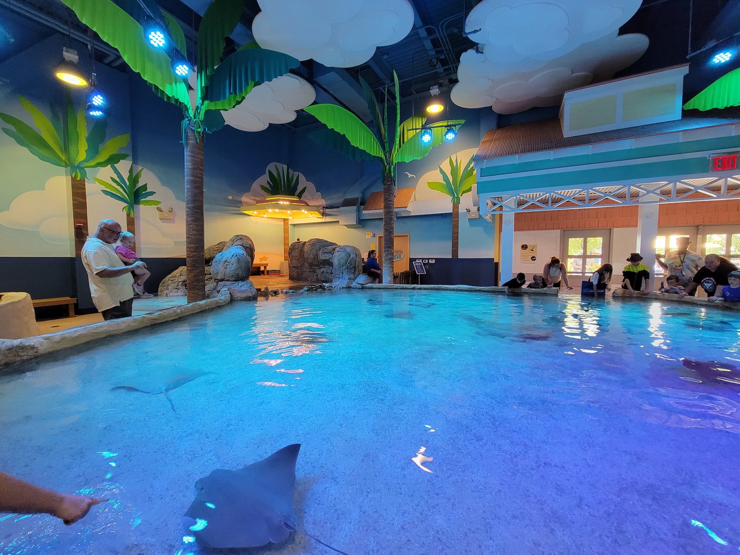 Adventure Aquarium - Ray touch tank, Eastern fiddler ray, southern stingray, cownose ray