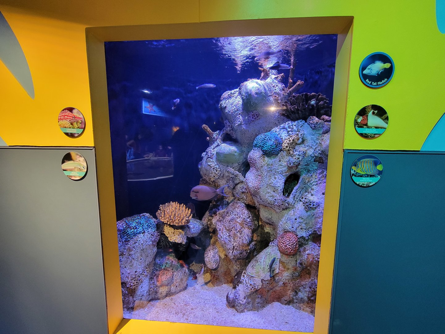Adventure Aquarium - Reef fish