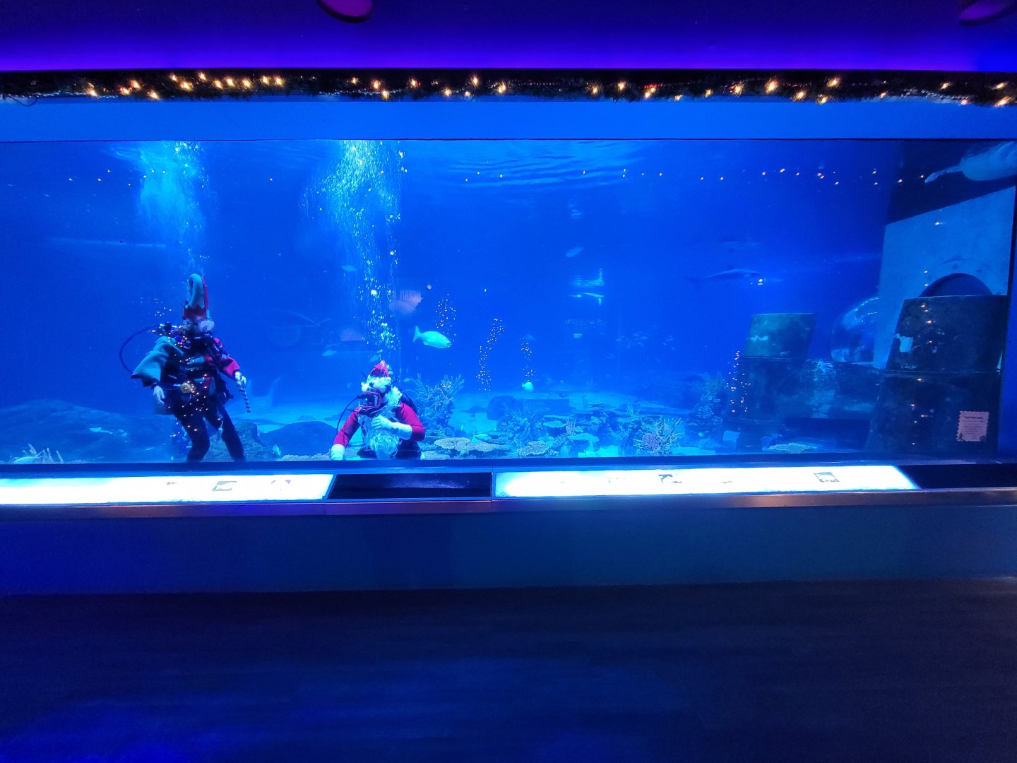 Adventure Aquarium - Santa and his elves in the way of seeing the sharks/fish