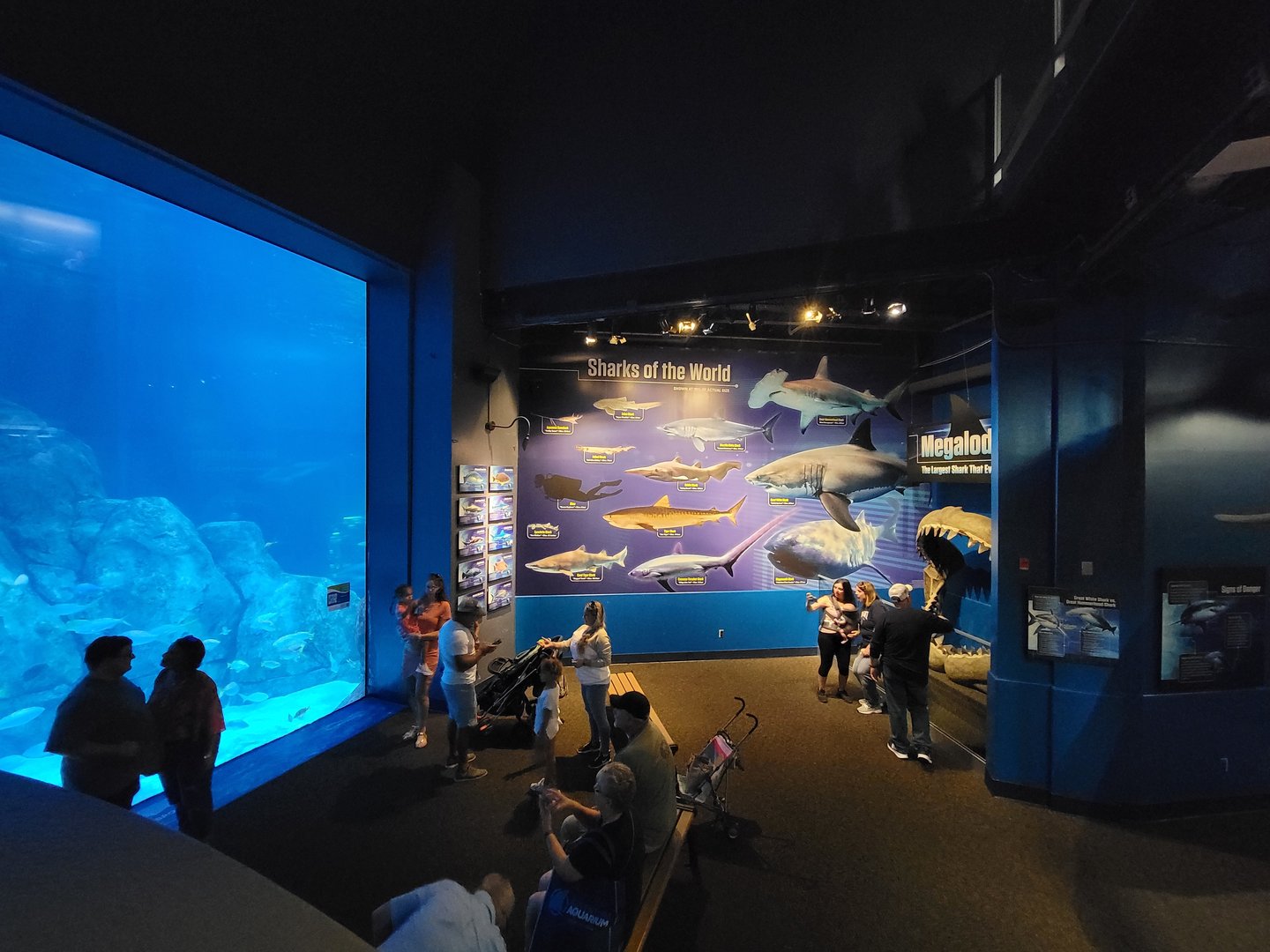 Adventure Aquarium - Shark info, large viewing window