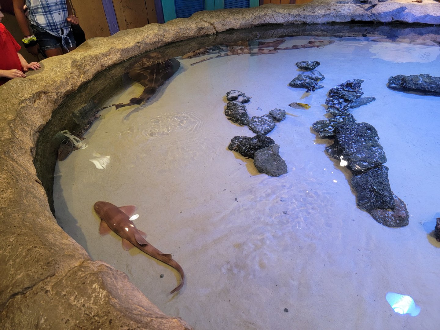 Adventure Aquarium - Shark touch tank