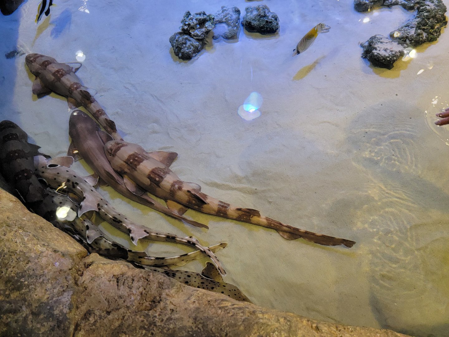 Adventure Aquarium - Shark touch tank
