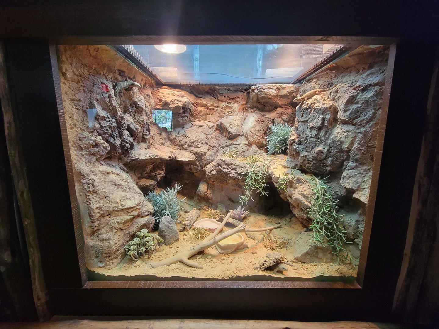 Adventure Aquarium - Shield-tailed agama, east African spiny-tailed lizard