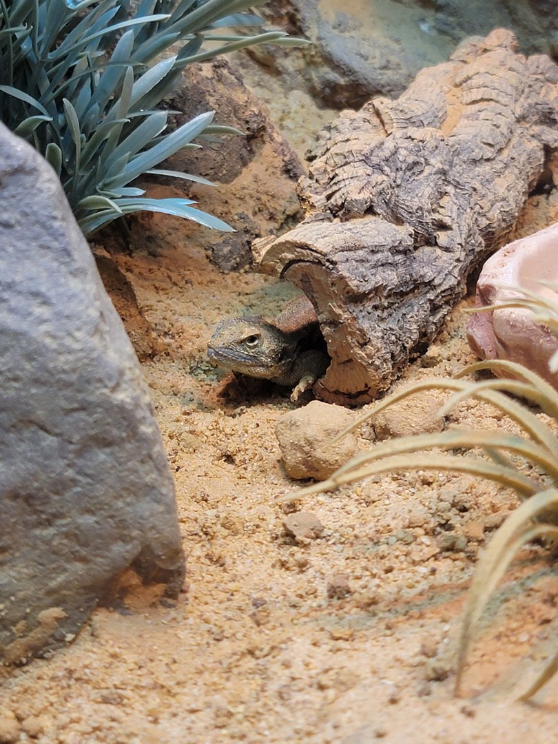 Adventure Aquarium - Shield-tailed agama