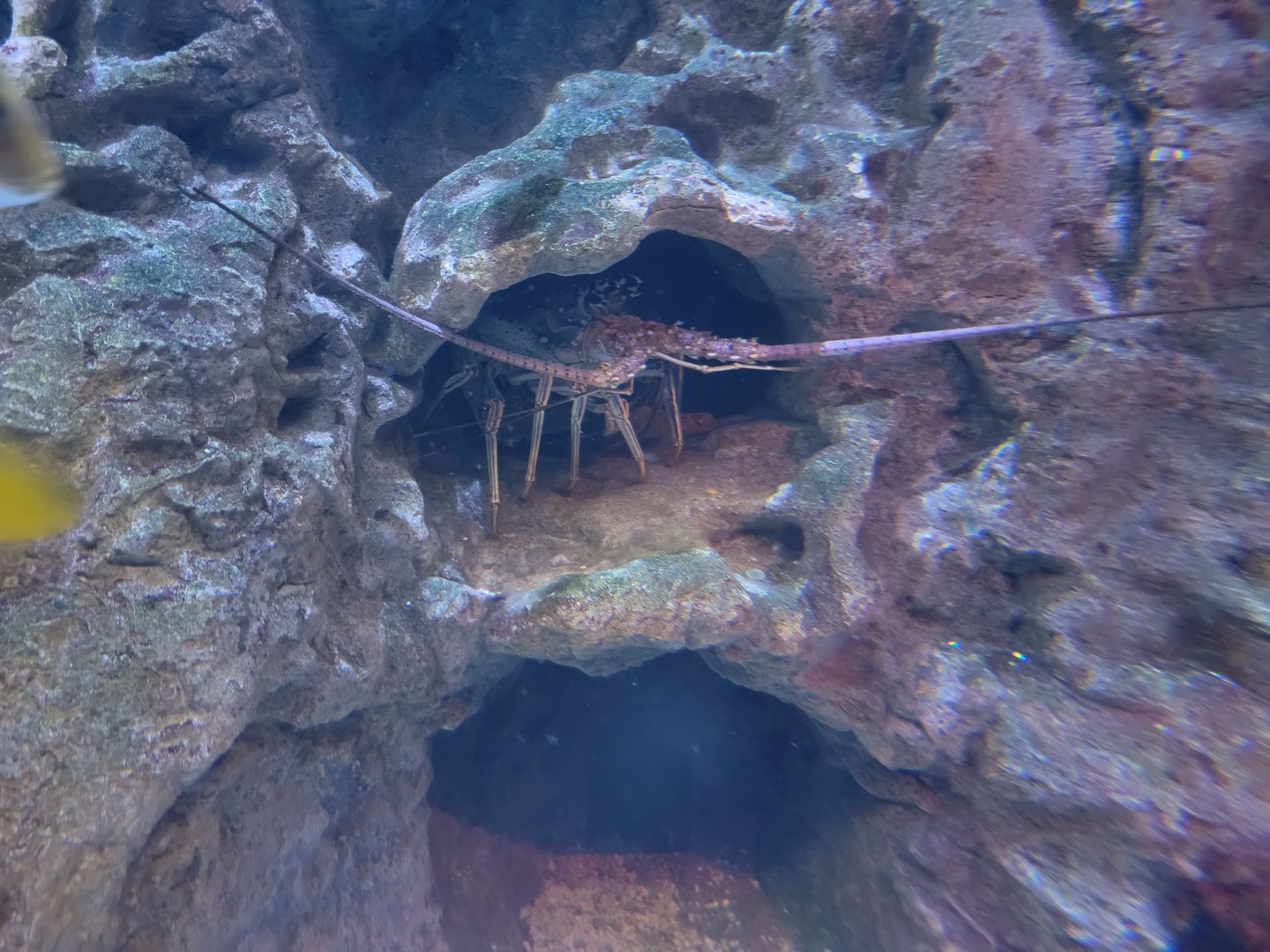 Adventure Aquarium - Spiny lobster