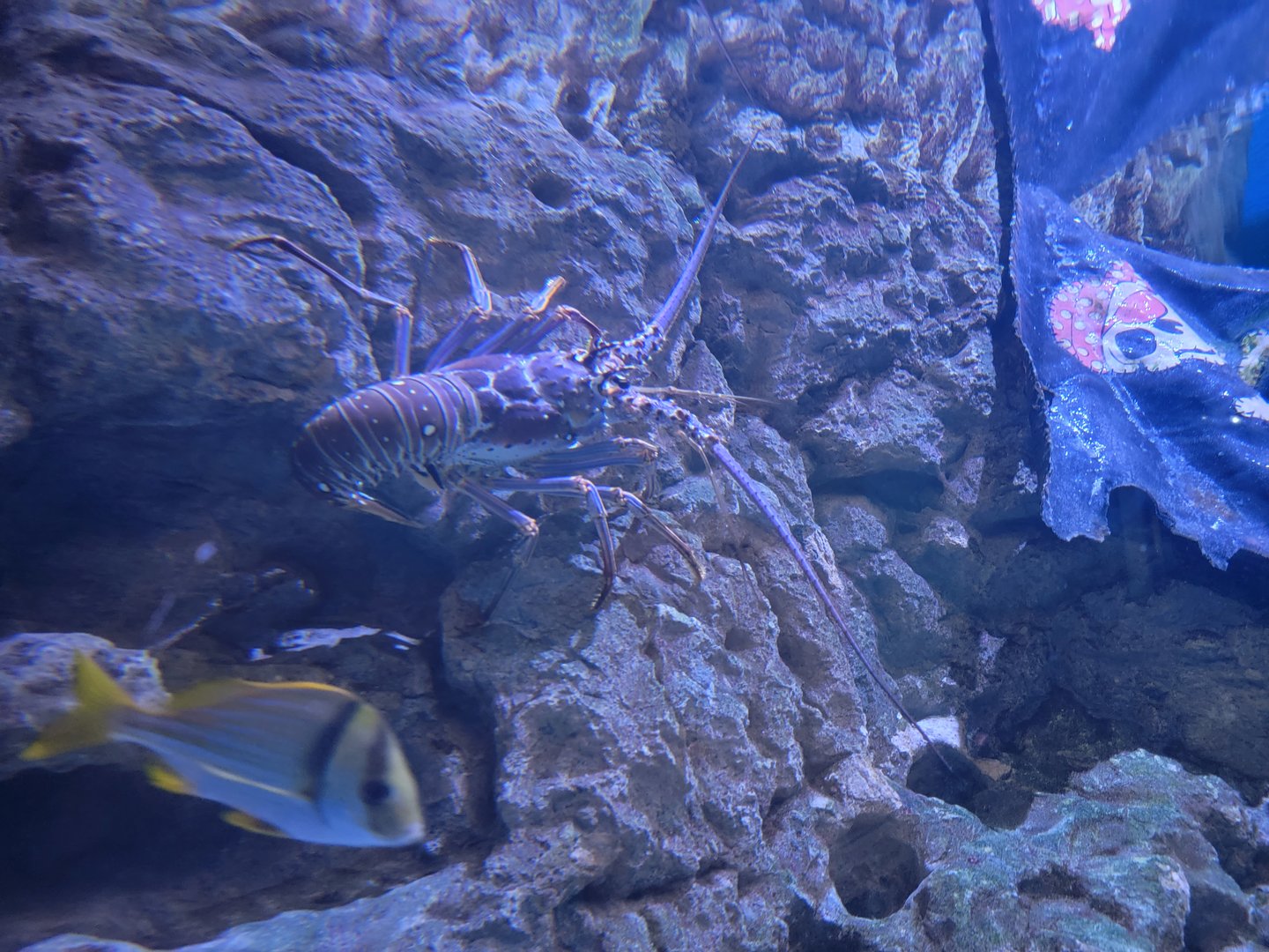 Adventure Aquarium - Spiny lobster
