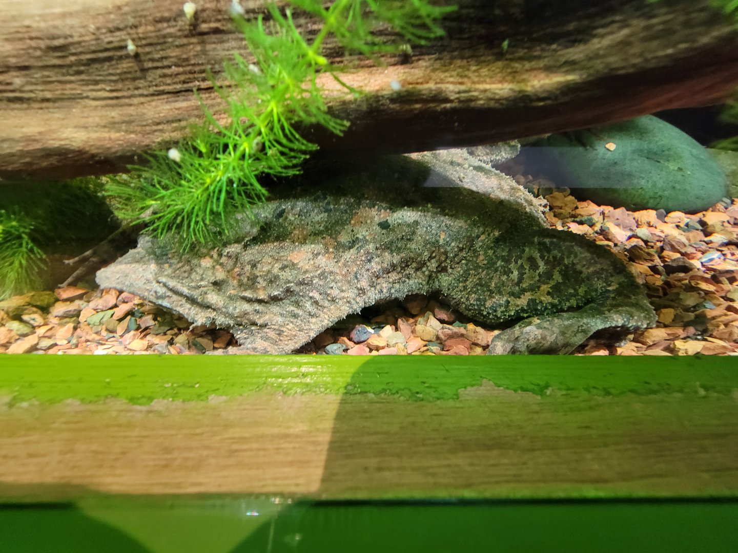 Adventure Aquarium - Surinam toad