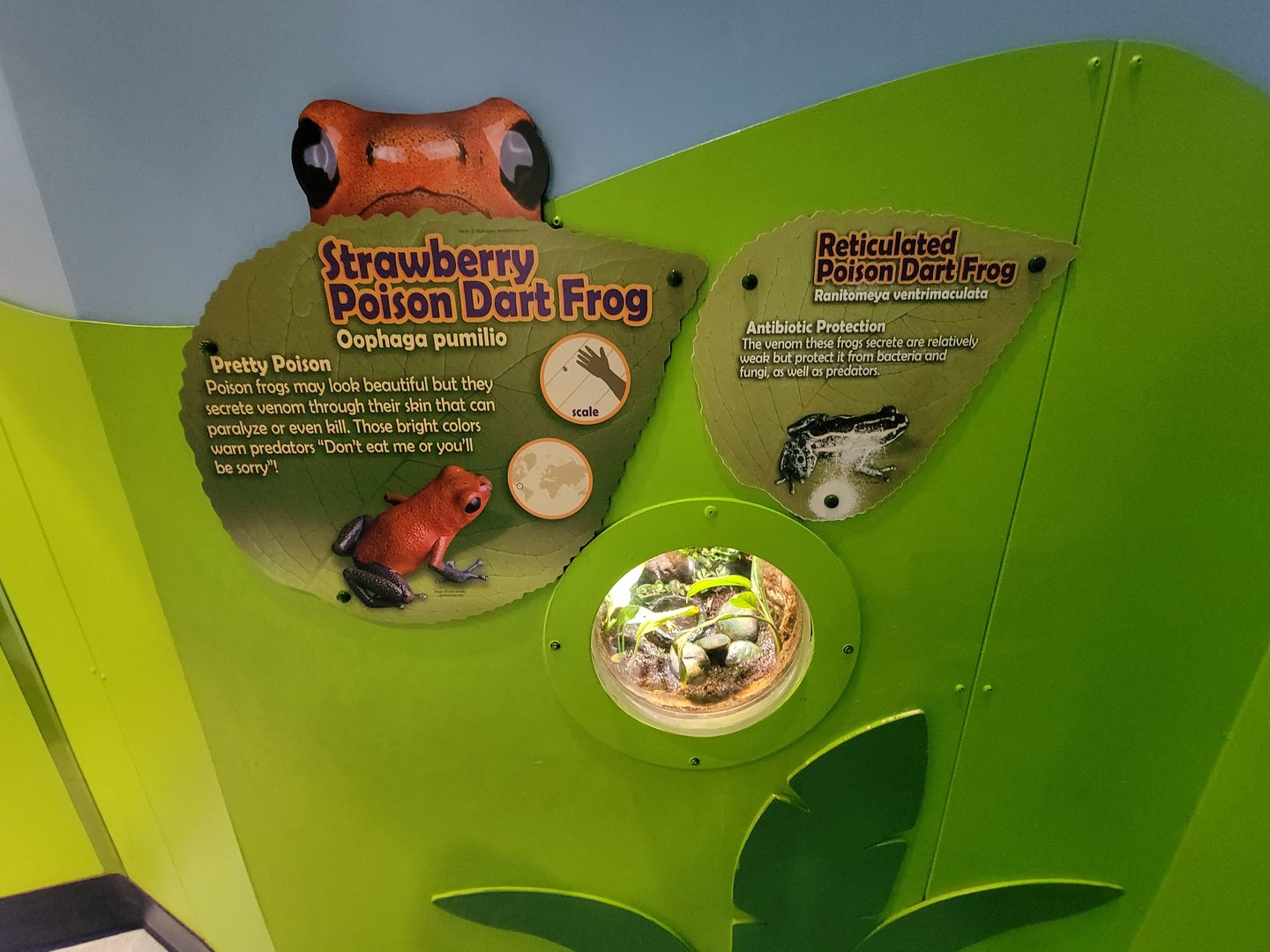 Adventure Aquarium - Tiny frog viewing windows