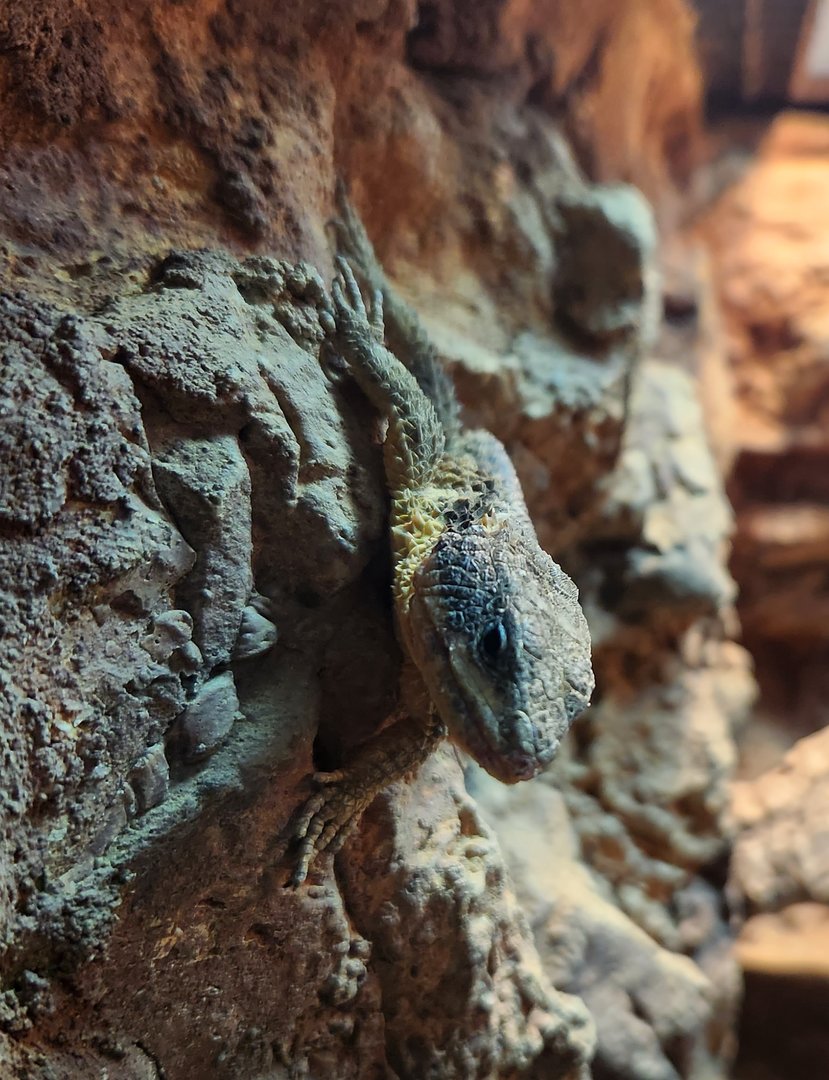 Adventure Aquarium - Tropical Girdled Lizard