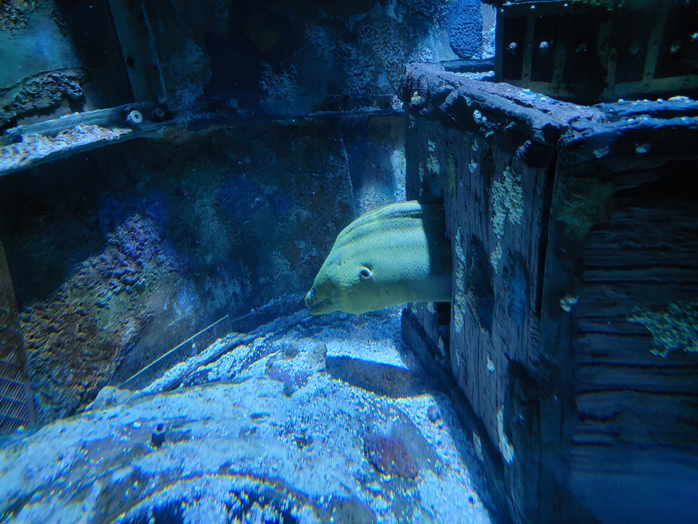 Adventure Aquarium - Unsigned green moray in first Pirate's Passage tank