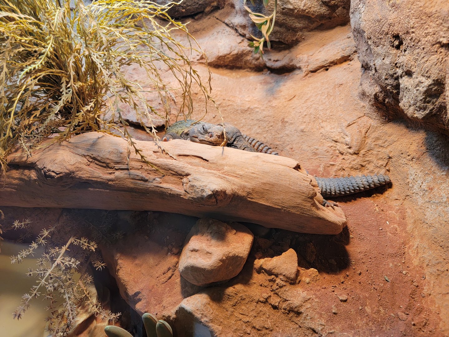 Adventure Aquarium - Uromastyx