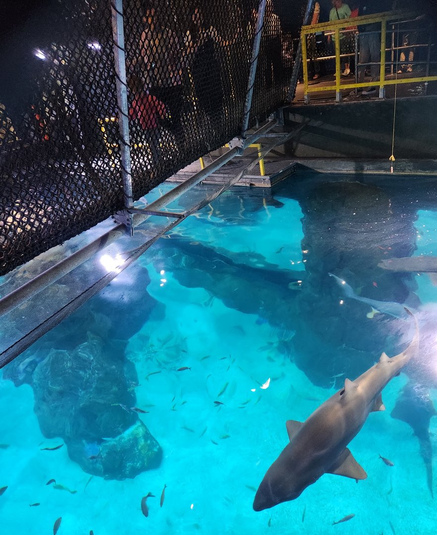 Adventure Aquarium - Walking the Shark Bridge