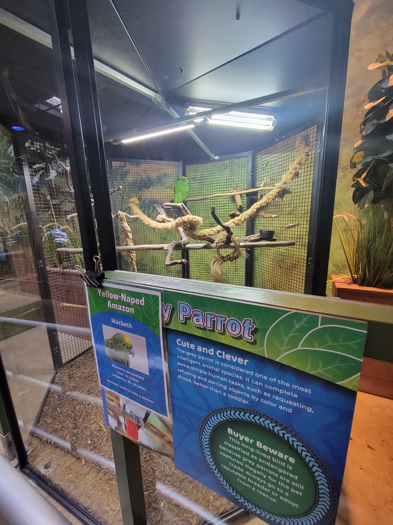 Adventure Aquarium - Yellow-naped Amazon