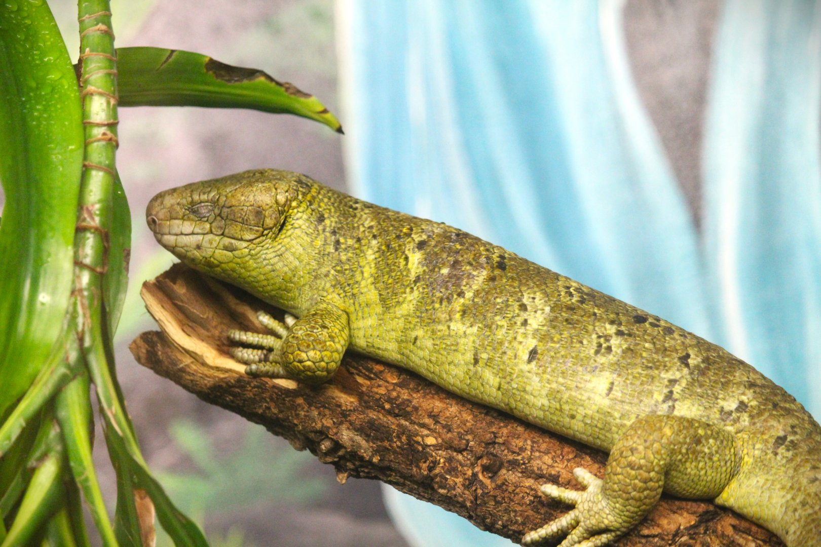 Adventure Center - Solomon Islands Skink