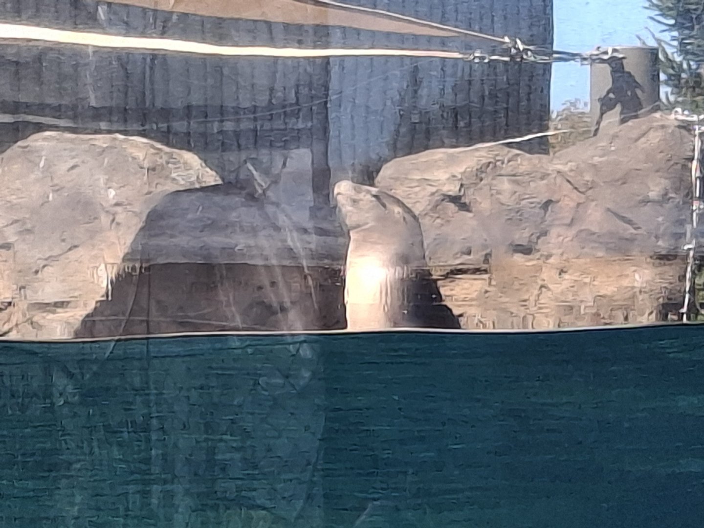 Adventure Cove- California Sea Lion