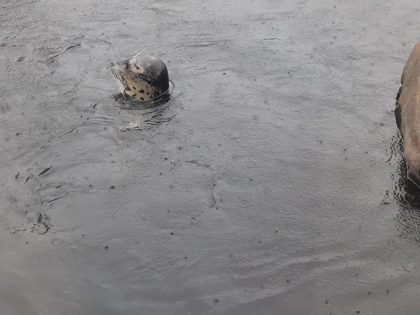 Adventure Cove - Harbor Seals