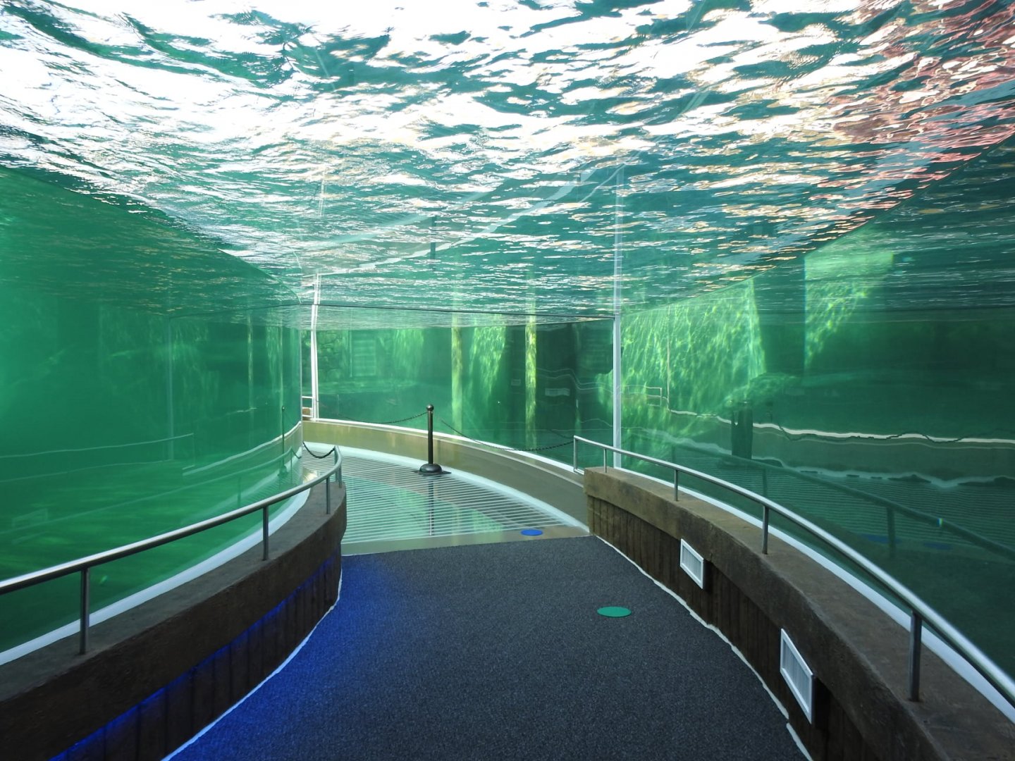 Adventure Cove July 2020: Pinniped Underwater Tunnel