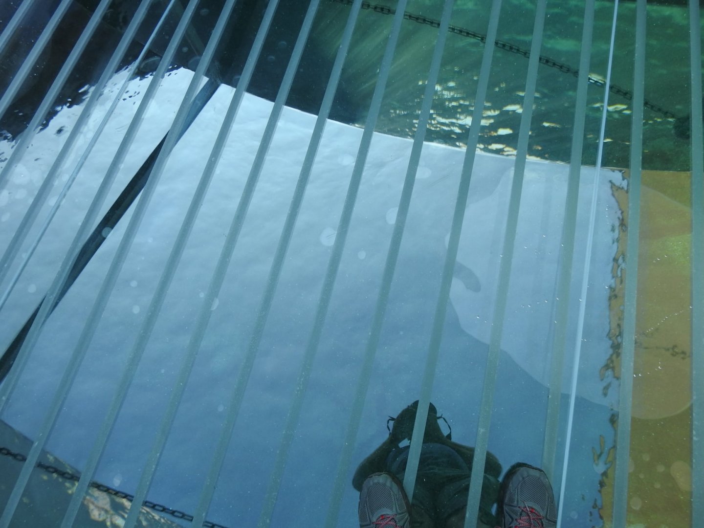 Adventure Cove July 2020: Underwater tunnel clear floor