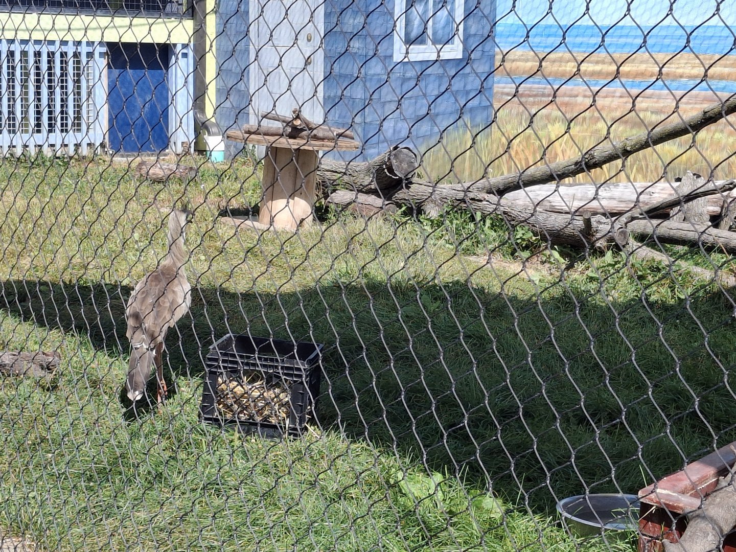 Adventure Cove- Red Legged Seriema