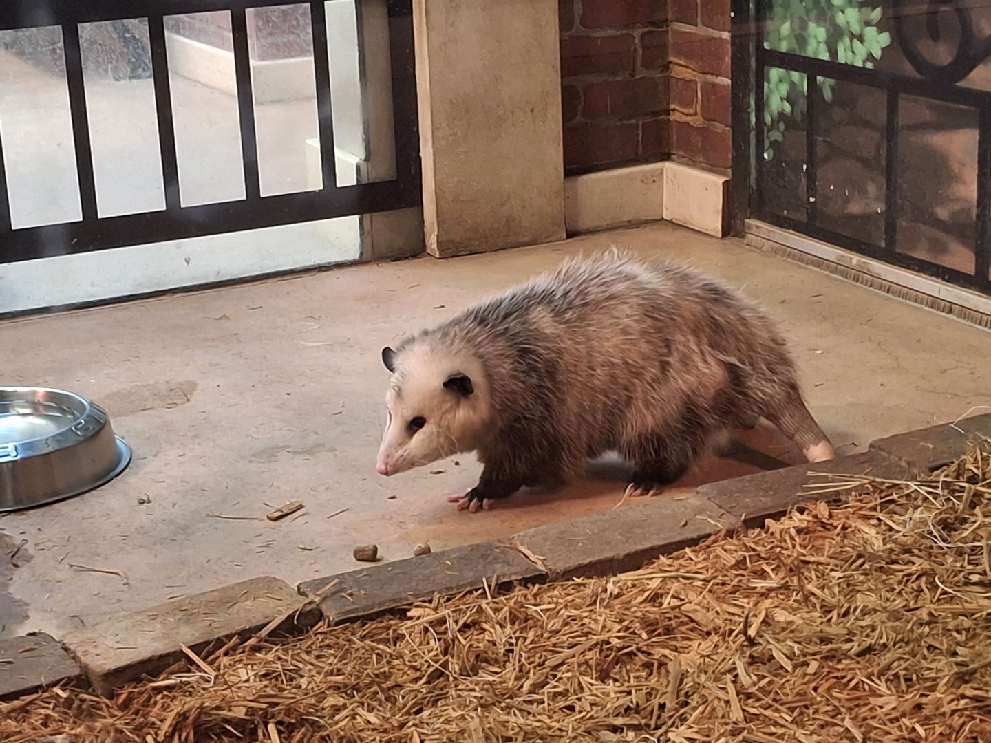 Adventure Cove- Virginia Opposum