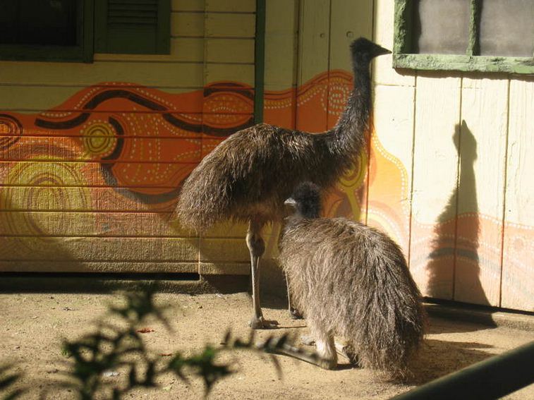 Adventure Down Under-Emus
