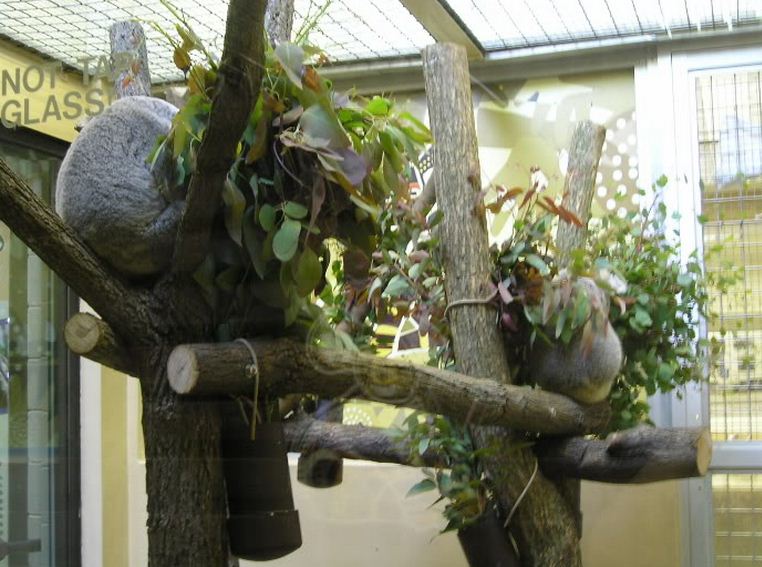 Adventure Down Under-Queensland Koalas