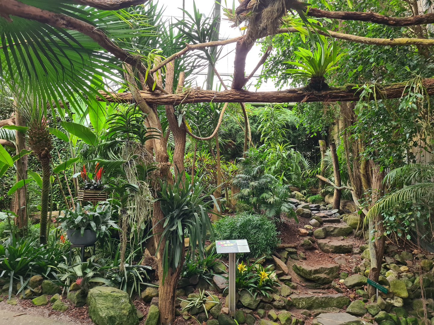 Adventure path in "Amazon" hall