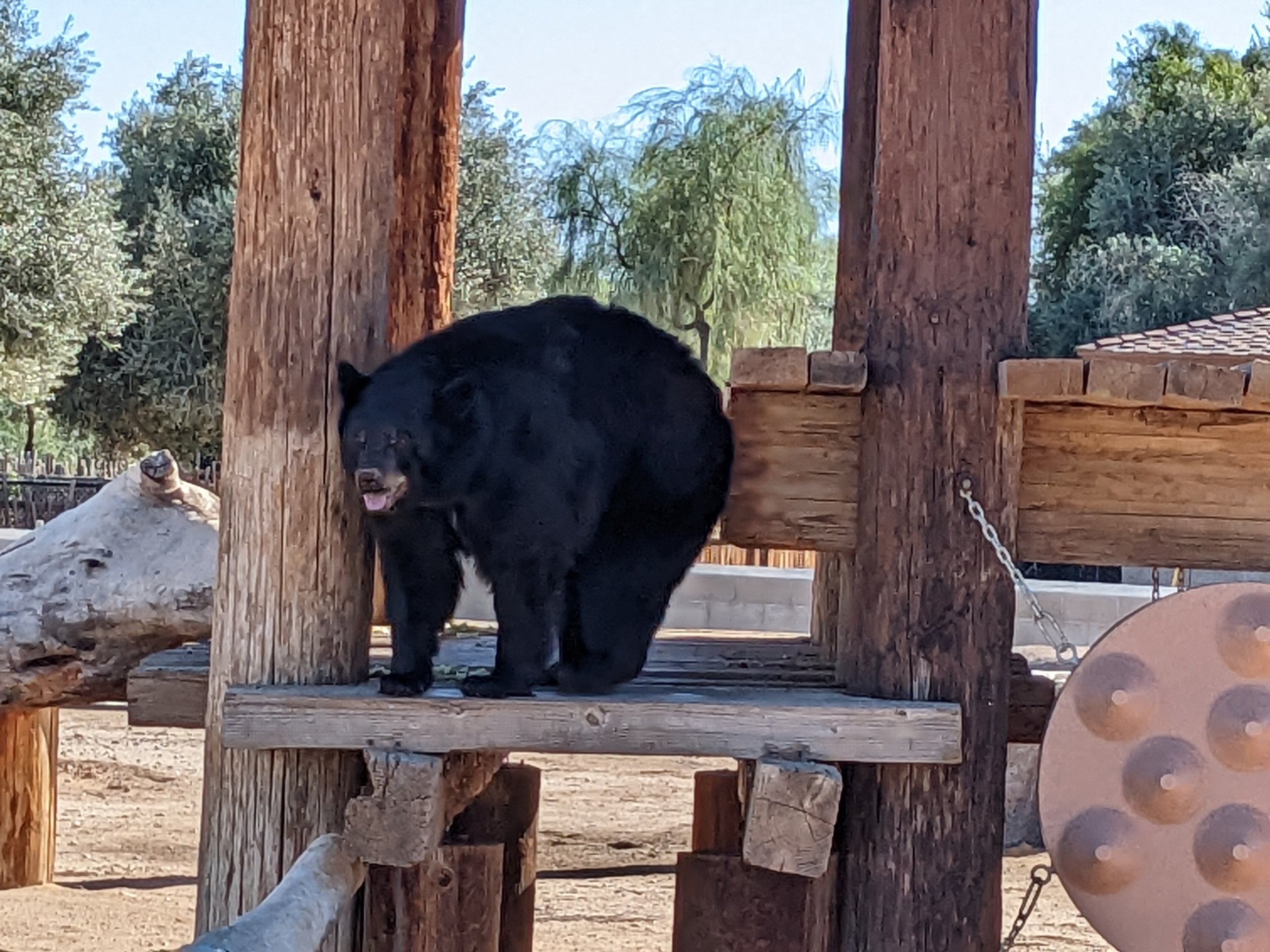 Adventureland - American black bear