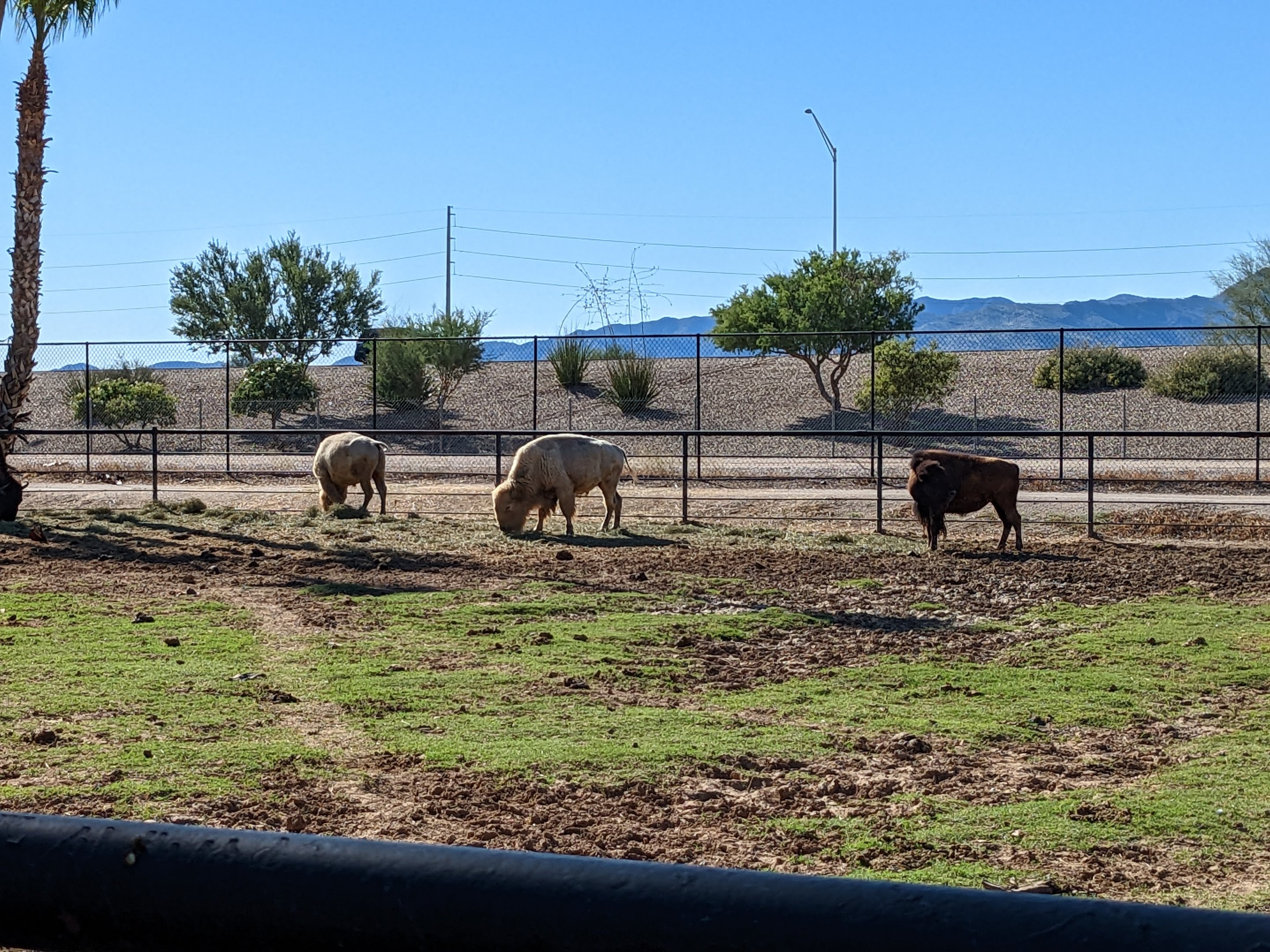 Adventureland - American plains bison