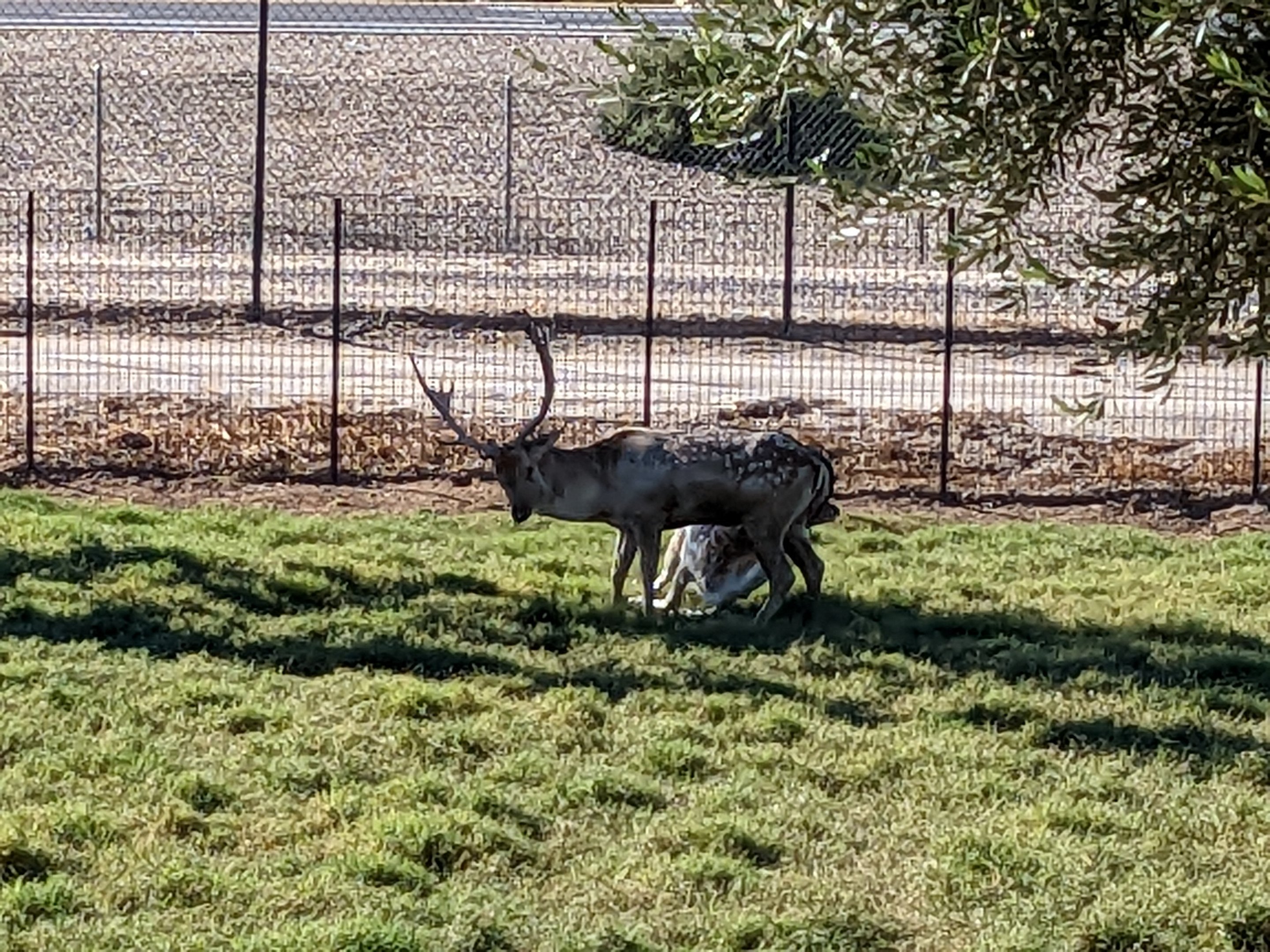 Adventureland -  Fallow deer