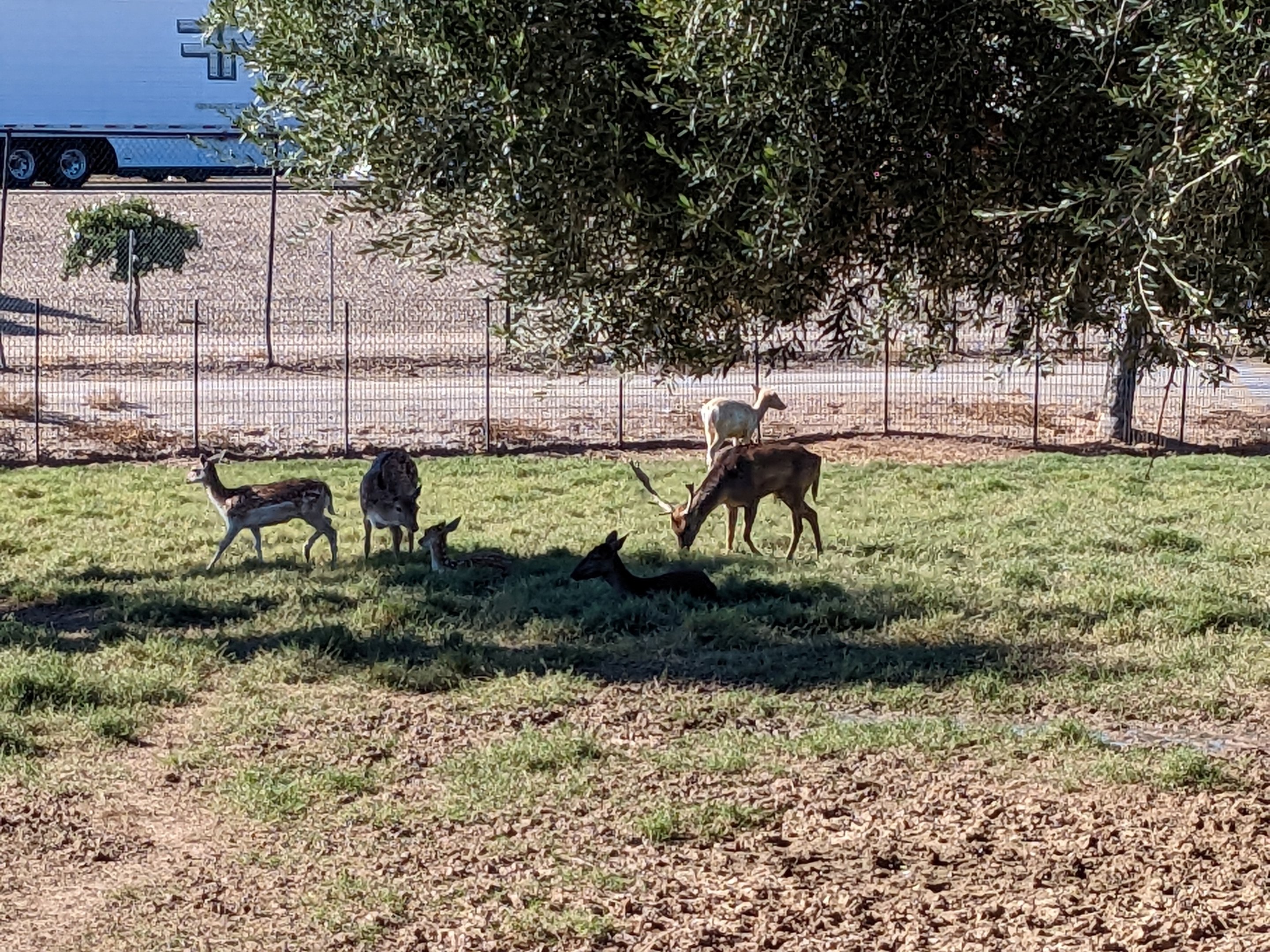 Adventureland - Fallow deer