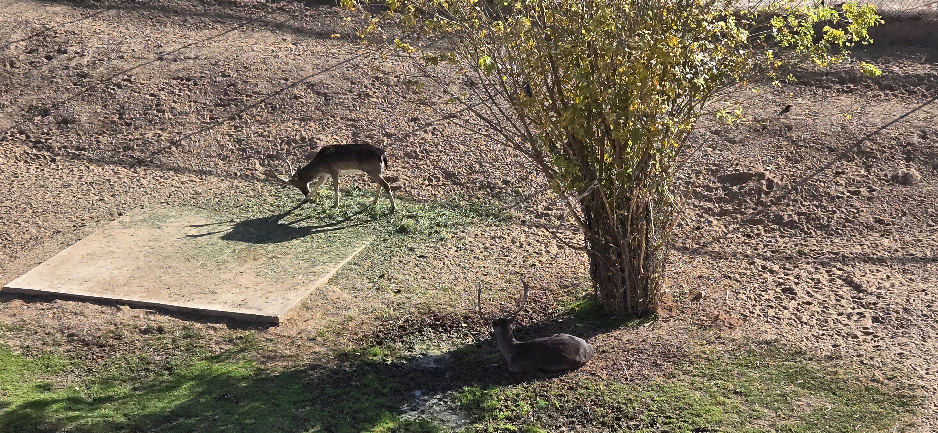 Adventureland - Fallow Deer