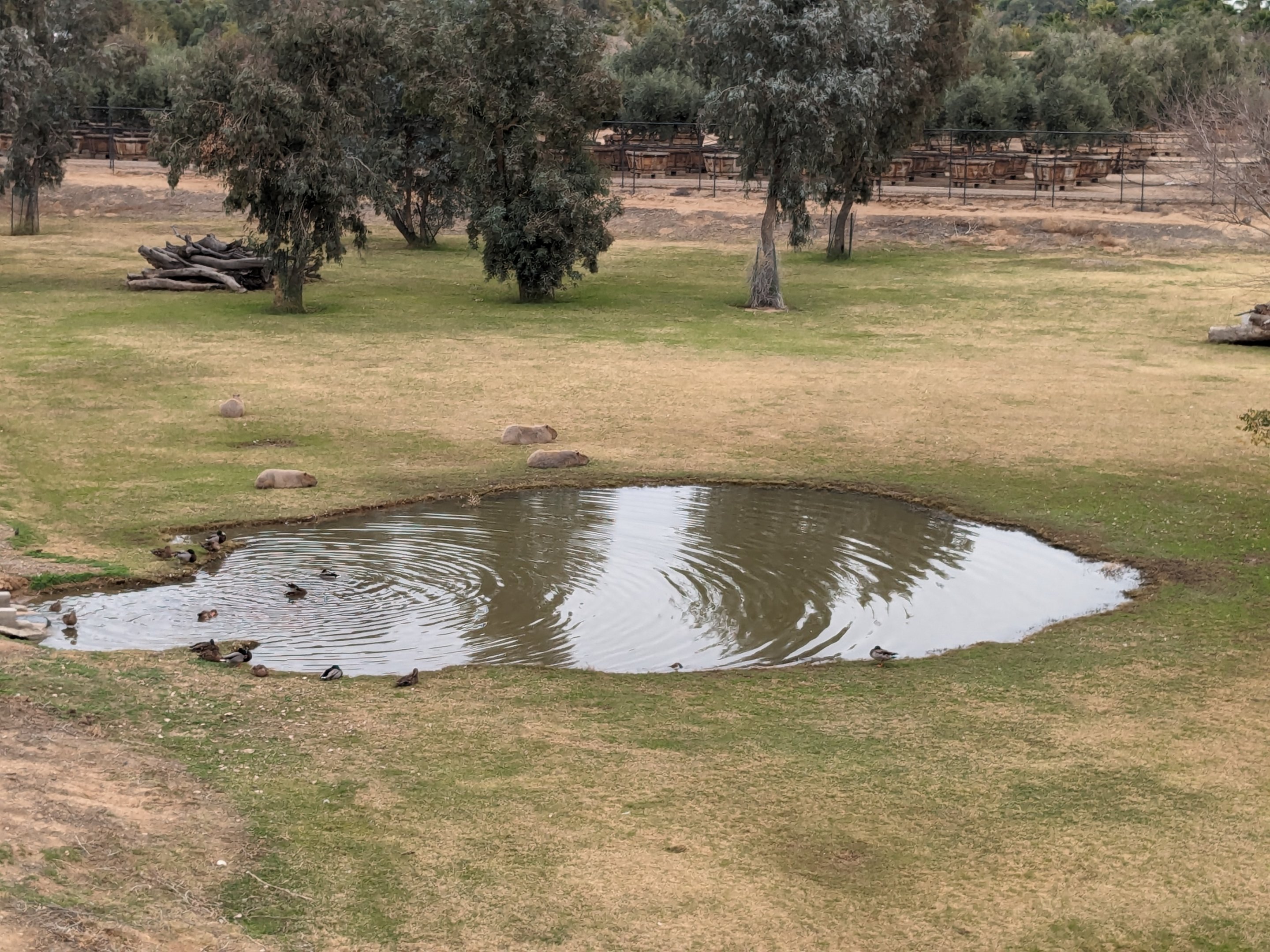 Adventureland: Massive capybara habitat (also rhea)