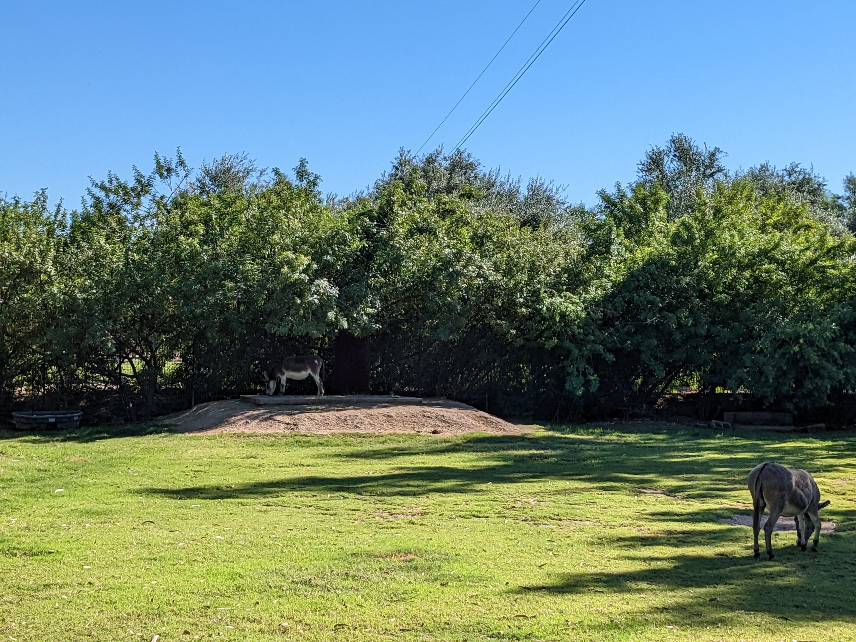 Adventureland - miniature donkey
