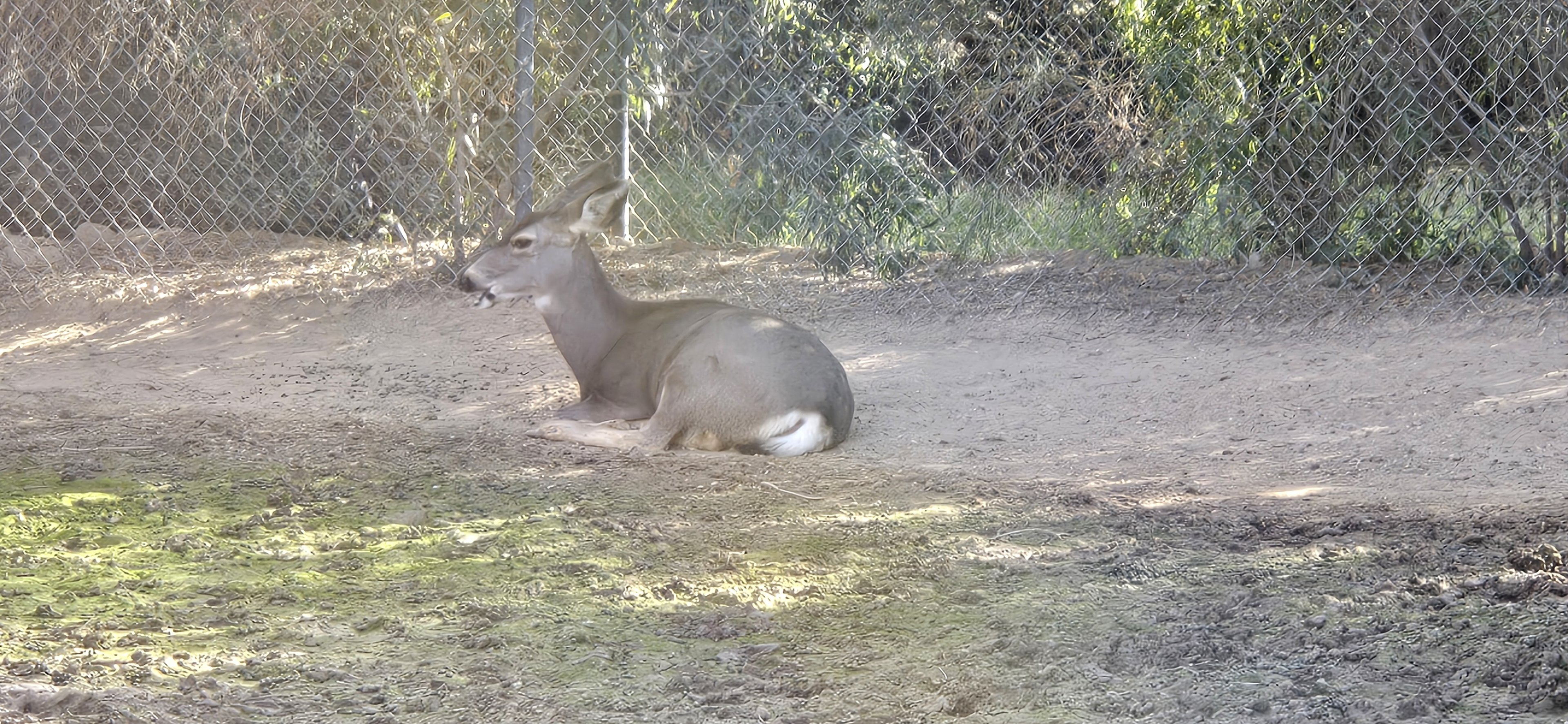 Adventureland - Mule Deer