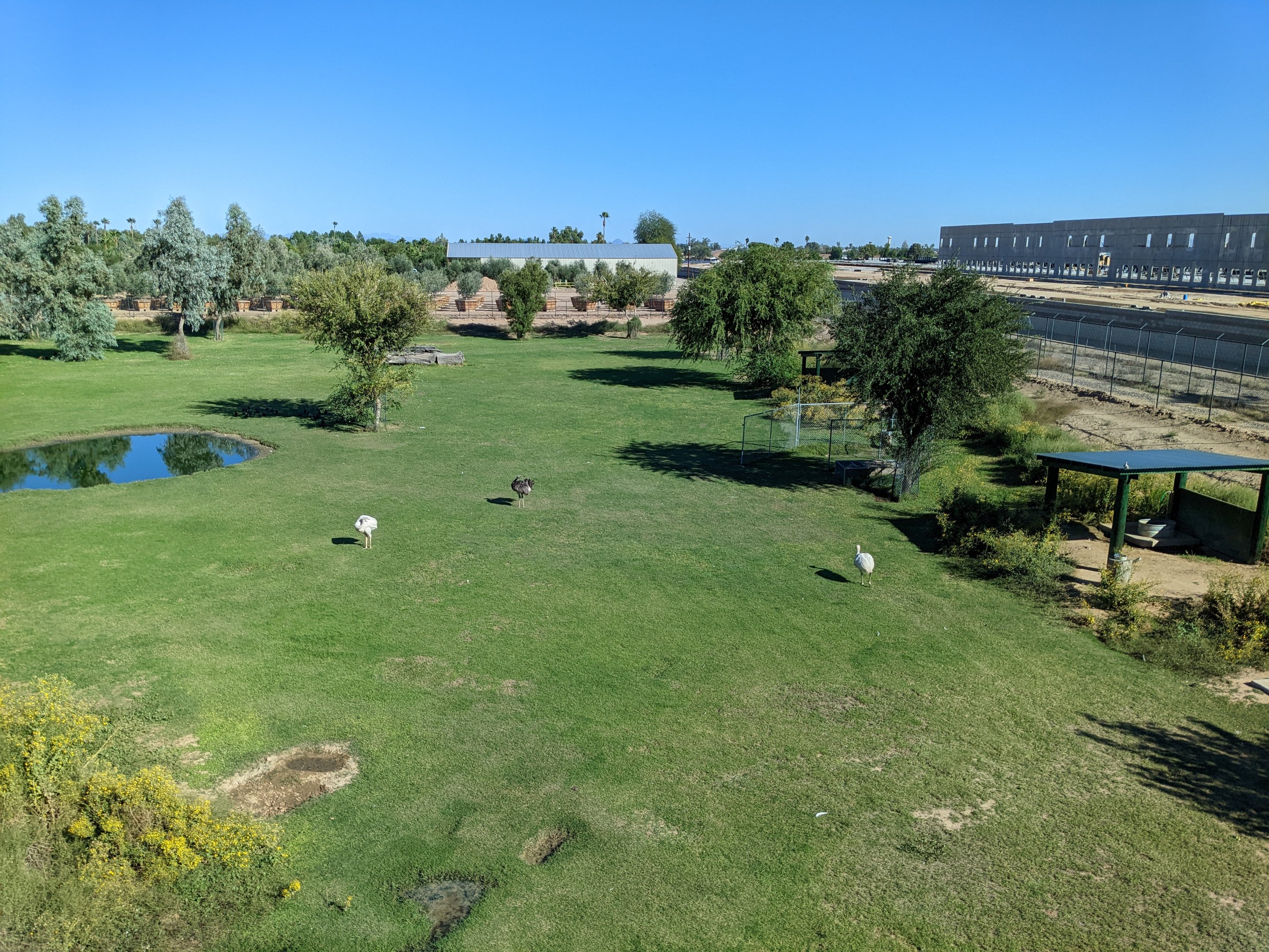 Adventureland - Rhea and capybara