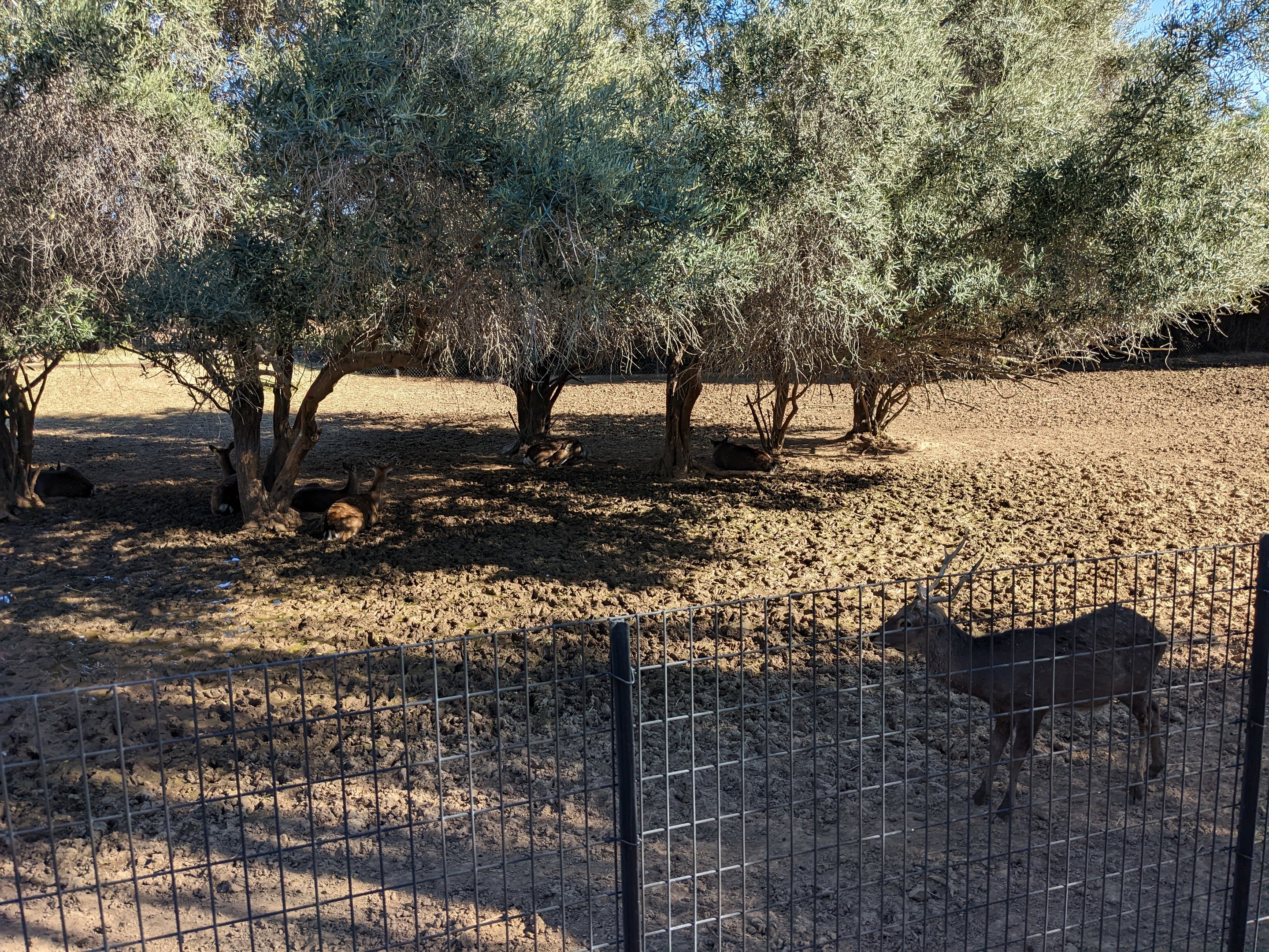 Adventureland - Sika deer