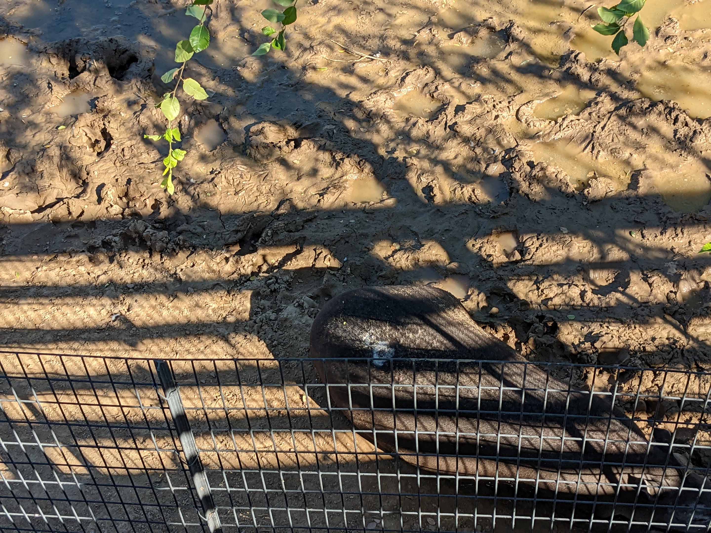 Adventureland -  South American Tapir