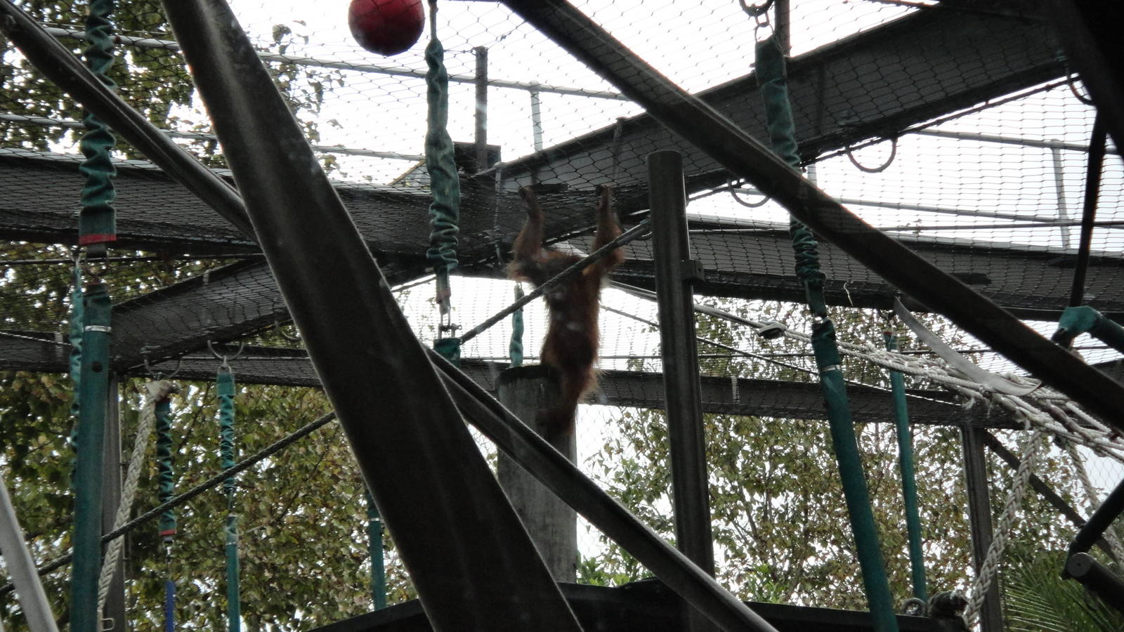 Adventurous Baby Orang-utan