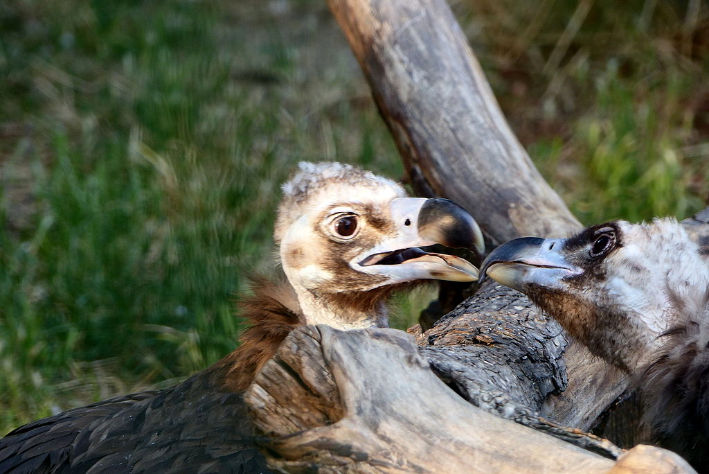 Aegypius monachus, Prague zoo