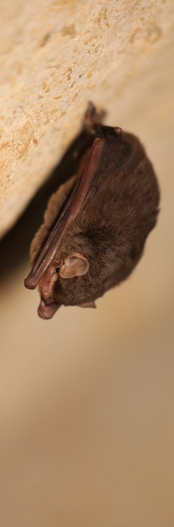 Aellen's Long-fingered Bat (Miniopterus aelleni)