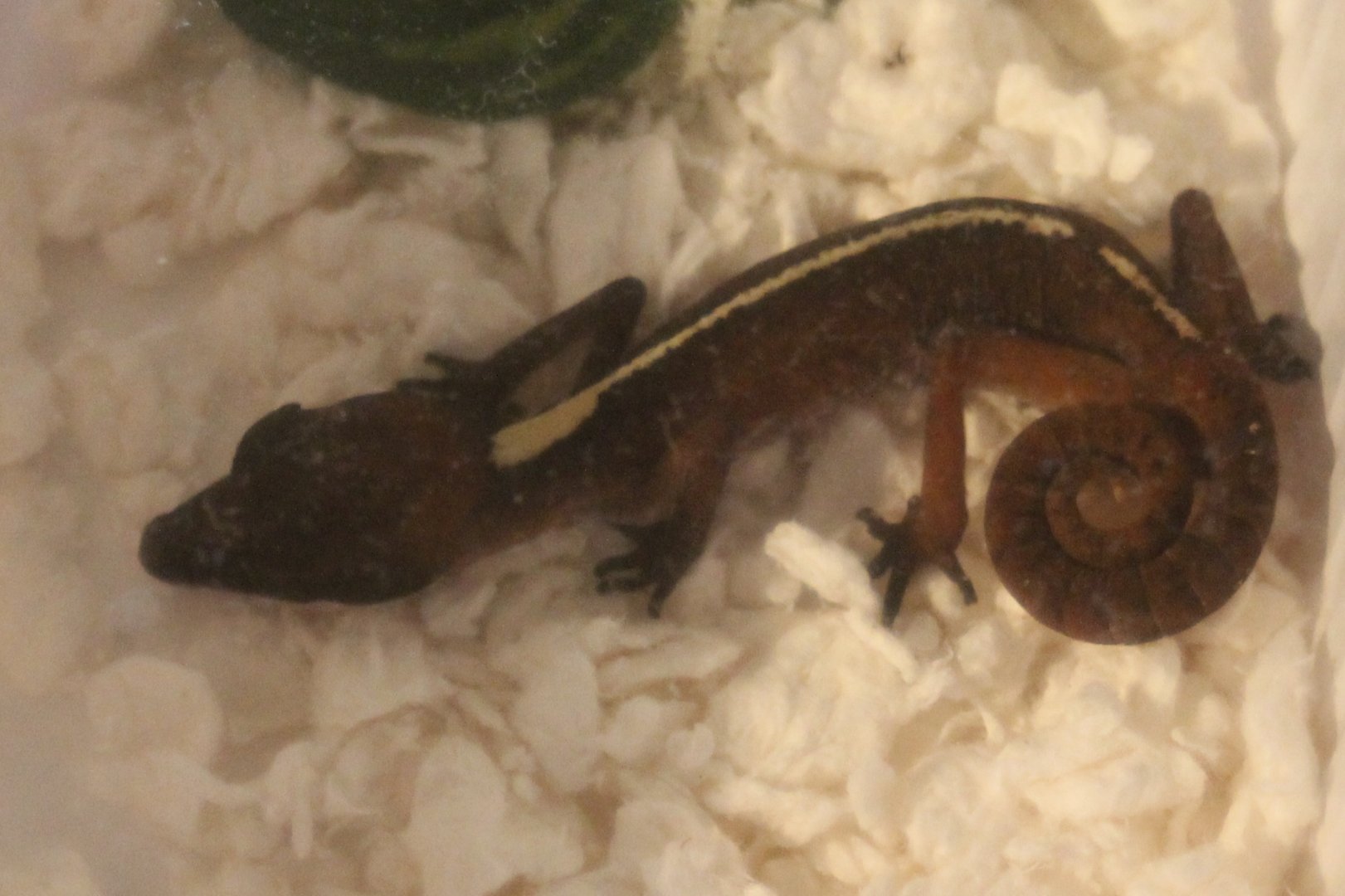 Aeluroscalabotes dorsalis