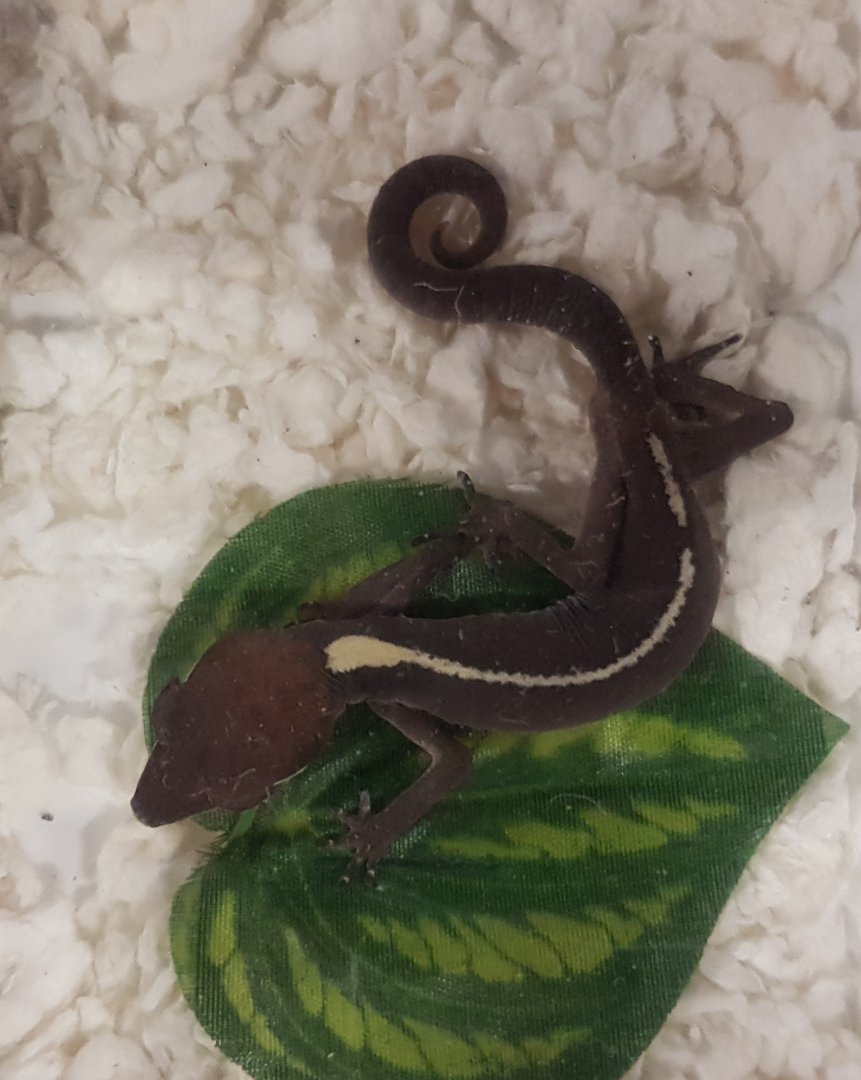 Aeluroscalabotes dorsalis