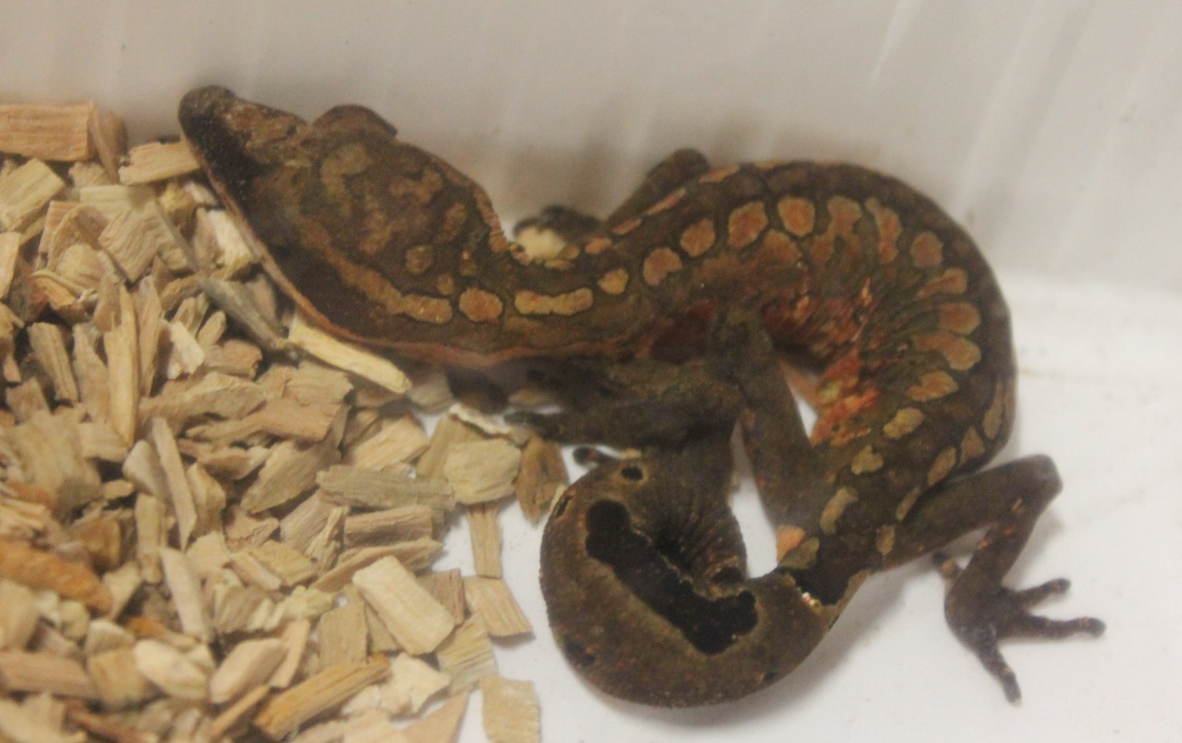 Aeluroscalabotes felinus