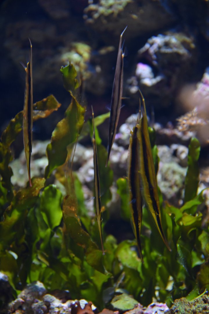 Aeoliscus strigatus