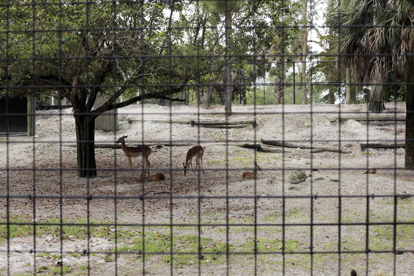 Aepyceros melampus - Impalas!