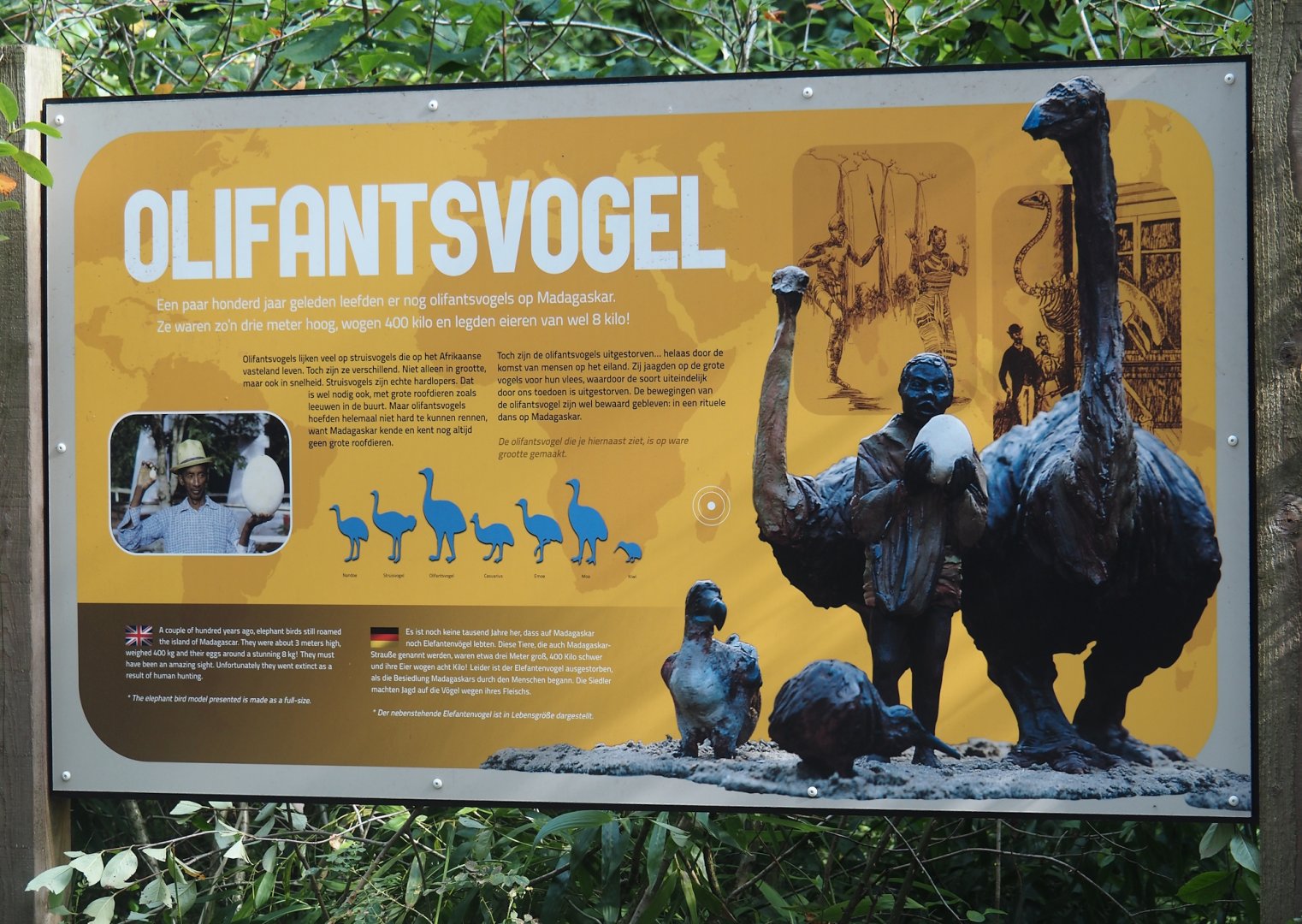 Aepyornis signage, 2024-08-18