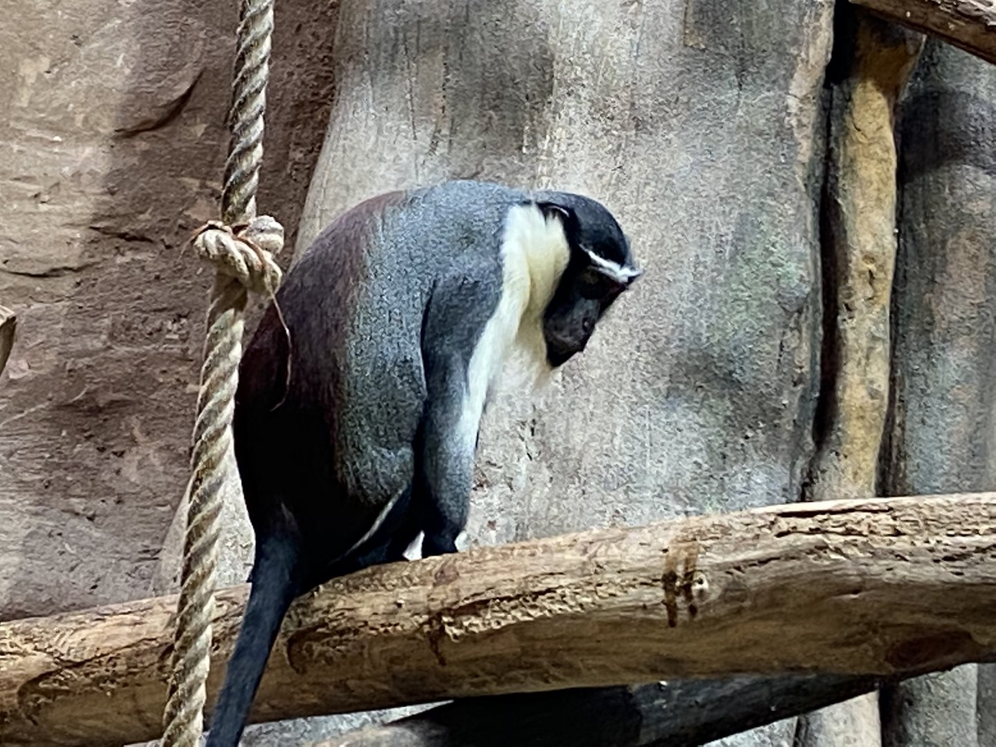 Aequatorium/Affenhaus - Roloway monkey 011219